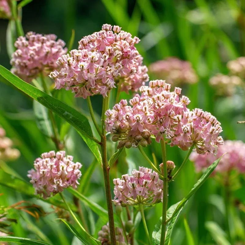 Prairie Milkweed Seeds – 20 Count – Native Perennial for Monarchs - Image 2