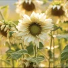Pro Cut White Lite Sunflower Seeds – 20 Pollen-Free Pale Lemon Blooms for Cut Flowers - Image 1