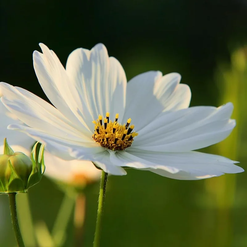 Purity Cosmos Seeds - 50 Count, Elegant White Blooms, Cut Flowers, Outdoor - Image 2