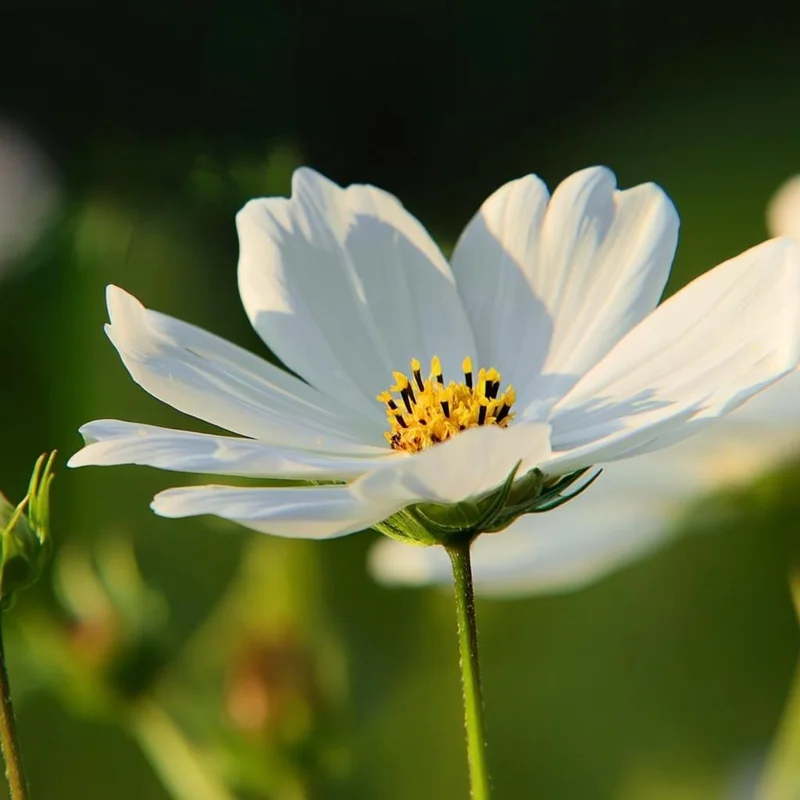 Purity Cosmos Seeds - 50 Count, Elegant White Blooms, Cut Flowers, Outdoor - Image 4