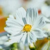 Purity Cosmos Seeds - 50 Count, Elegant White Blooms, Cut Flowers, Outdoor - Image 1