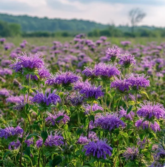 Purple Bergamot Seeds – Monarda Media Wildflower, 50 Seeds Pollinator-Friendly - Image 3