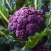 Purple Cauliflower Seeds – Brassica oleracea – 100 Seeds – Vegetable Garden - Image 1