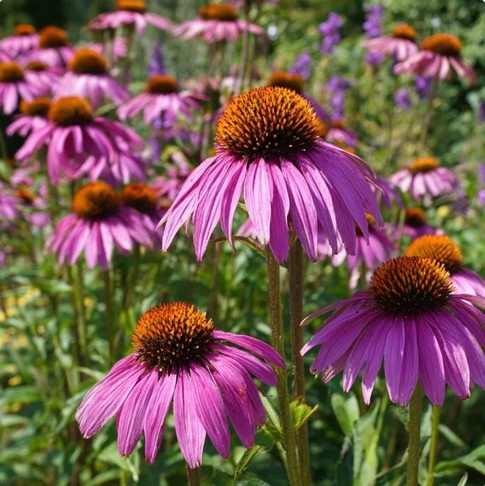 Purple Coneflower Seeds - Echinacea purpurea - 200 Seeds - Hardy Perennial Pollinator Favorite - Image 1