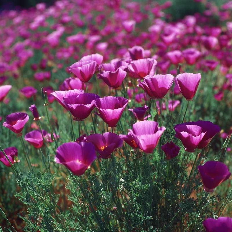 Purple Gleam California Poppy Seeds - 250 Seeds - Easy-Grow Wildflower - Image 2