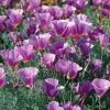 Purple Gleam California Poppy Seeds - 250 Seeds - Easy-Grow Wildflower - Image 1