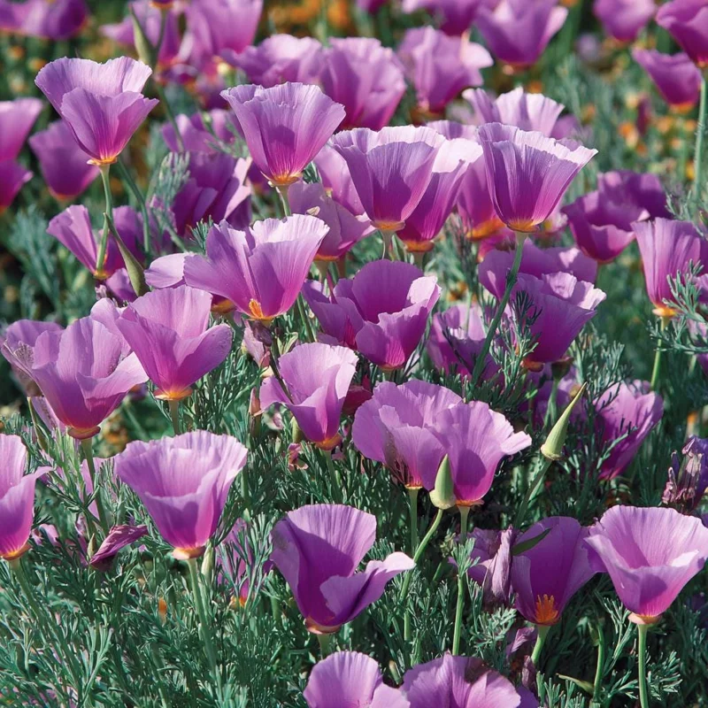 Purple Gleam California Poppy Seeds - 250 Seeds - Easy-Grow Wildflower - Image 1