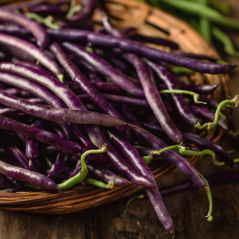 Purple Mart Tsu Yard Long Bean Seeds - Vining Legume - 10 Seeds - Outdoor Garden - Image 2