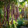 Purple Mart Tsu Yard Long Bean Seeds - Vining Legume - 10 Seeds - Outdoor Garden - Image 1