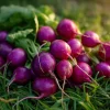 Purple Plum Radish Seeds - Heirloom Root Vegetable - 250 Seed Pack for Garden - Image 1