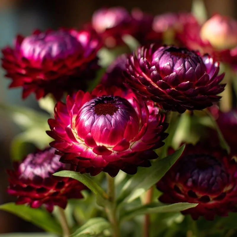 Purple Red Black Strawflower Seeds - 50 Count - Vibrant, Long-Lasting Blooms for Cut Flowers - Image 5