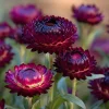 Purple Red Black Strawflower Seeds - 50 Count, Vibrant, Long-Lasting Blooms - Image 1