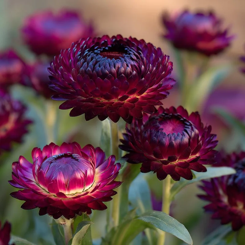 Purple Red Black Strawflower Seeds - 50 Count, Vibrant, Long-Lasting Blooms - Image 1