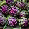 Purple Romagna Artichoke Seeds - 25 Heirloom Perennial Seeds for Edible Gardens - Image 1