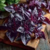 Purple Ruffles Basil Seeds - Heirloom Aromatic Herb (150 Seeds) - Image 1