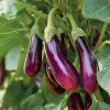 Purple Shine Hybrid Eggplant Seeds – Vegetable Seeds – 50 Seeds – Glossy Deep Purple Fruits - Image 1
