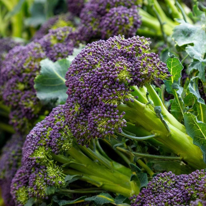 Purple Sprouting Broccoli Seeds – 150 Count – Heirloom Winter Vegetable - Image 2