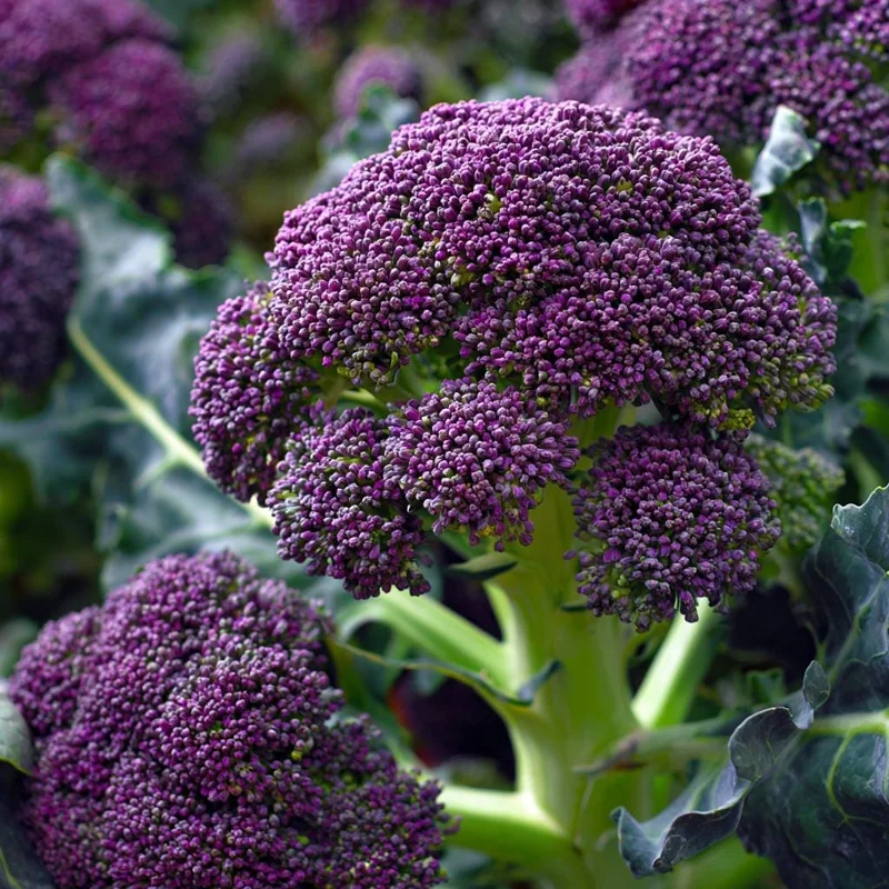 Purple Sprouting Broccoli Seeds – 150 Count – Heirloom Winter Vegetable - Image 1