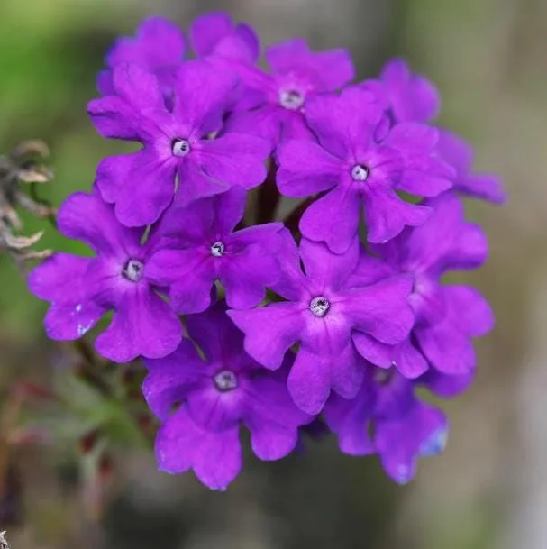 Purple Verbena Live Plant - 4 Inch Pot Perennial Flower for Garden - Image 2