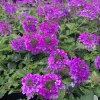 Purple Verbena Live Plant - 4 Inch Pot Perennial Flower for Garden - Image 1