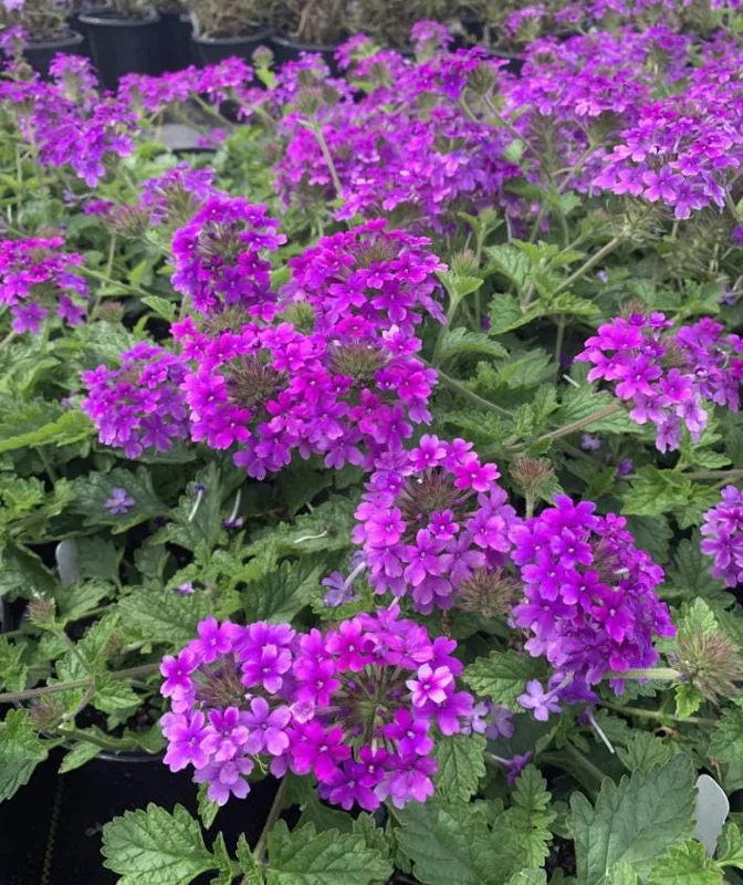 Purple Verbena Live Plant - 4 Inch Pot Perennial Flower for Garden - Image 1