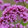 Purpletop Vervain Seeds – Verbena bonariensis – 200 Seeds – Lavender-Purple Blooms - Image 1