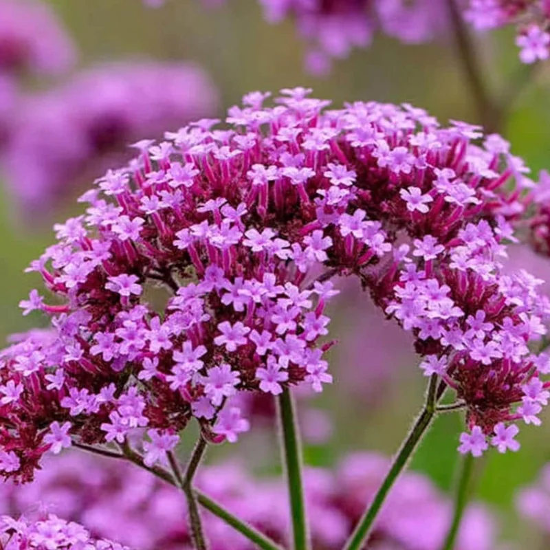 Purpletop Vervain Seeds – Verbena bonariensis – 200 Seeds – Lavender-Purple Blooms - Image 1