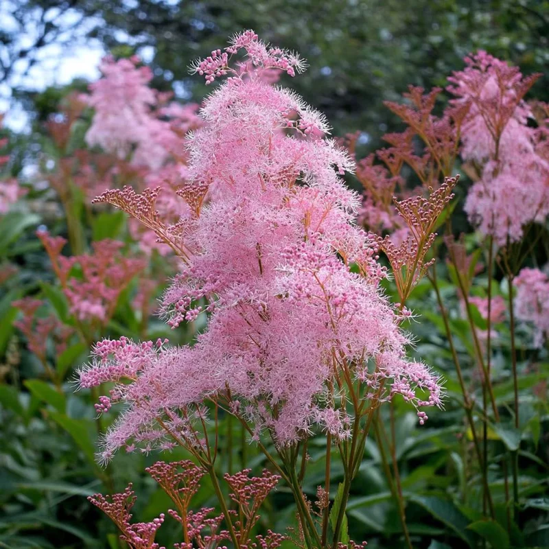 Queen of the Prairie Seeds – 25 Count Filipendula rubra – Fragrant Pink Blooms, Pollinator Friendly - Image 2