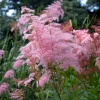 Queen of the Prairie Seeds – 25 Count Filipendula rubra – Fragrant Pink Blooms, Pollinator Friendly - Image 1