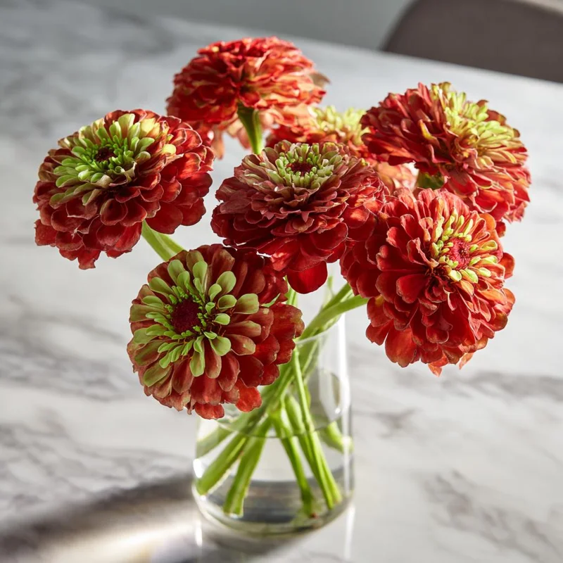 Queen Red Lime Zinnia Seeds - Zinnia Elegans - 10 Seeds - Vibrant Bi-Color Blooms - Image 3