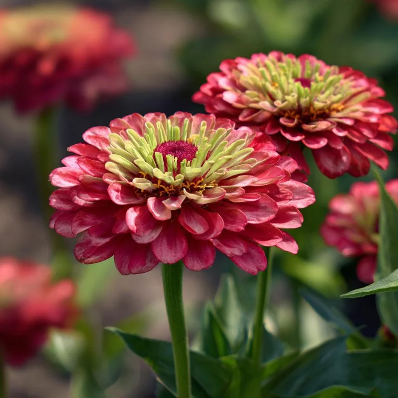 Queen Red Lime Zinnia Seeds - Zinnia Elegans - 10 Seeds - Vibrant Bi-Color Blooms - Image 6