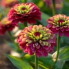 Queen Red Lime Zinnia Seeds - Zinnia Elegans - 10 Seeds - Vibrant Bi-Color Blooms - Image 1