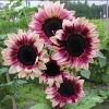 Rare Plum Purple Sunflower Seeds - 25 Seeds, Helianthus annuus, Cut Flowers - Image 1