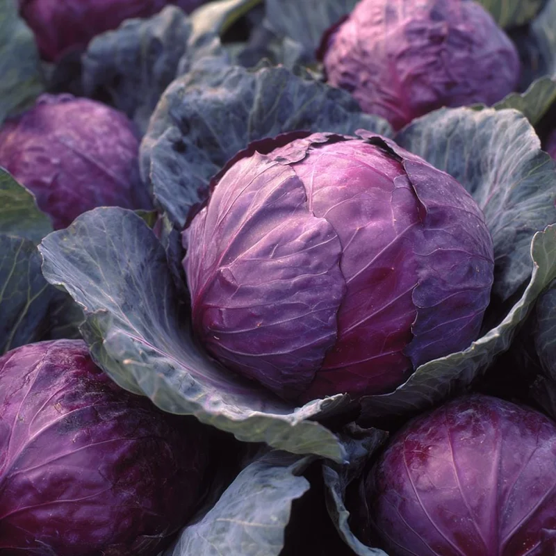 Red Acre Cabbage Seeds - 150 Sweet, Crisp Heirloom Vegetable Seeds - Image 1
