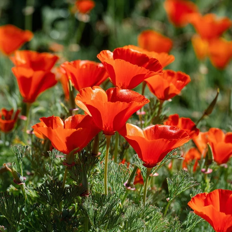 Red California Poppy Seeds - 500 Count - Vibrant Wildflower Blooms for Gardens - Image 2