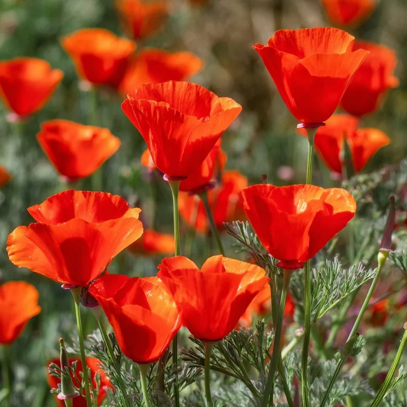 Red California Poppy Seeds - 500 Count - Vibrant Wildflower Blooms for Gardens - Image 3
