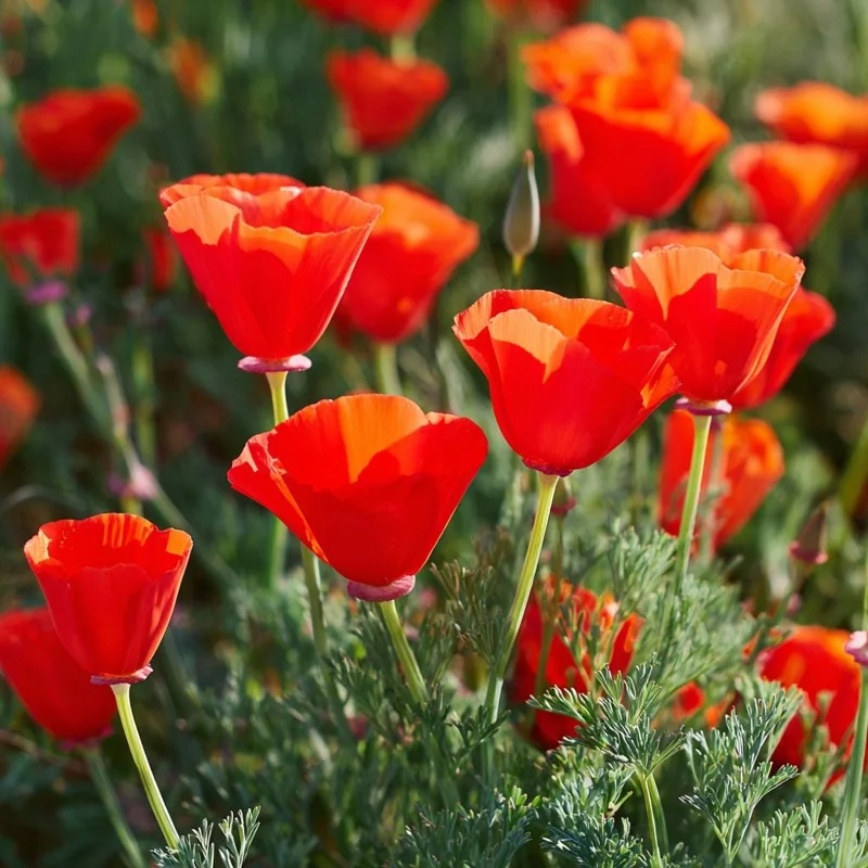 Red California Poppy Seeds - 500 Count - Vibrant Wildflower Blooms for Gardens - Image 4
