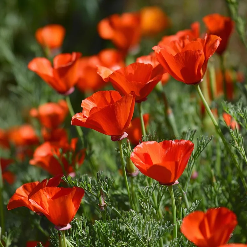 Red California Poppy Seeds - 500 Count - Vibrant Wildflower Blooms for Gardens - Image 1
