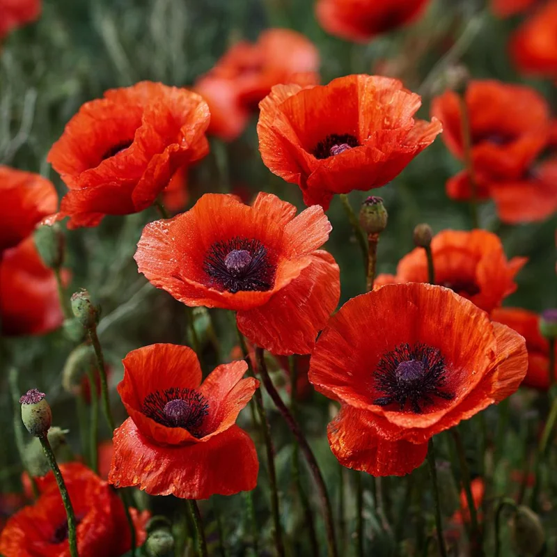 Red Corn Poppy Seeds - Papaver rhoeas - 500 Seeds - Bright Scarlet Blooms - Easy Annual Flower - Image 2