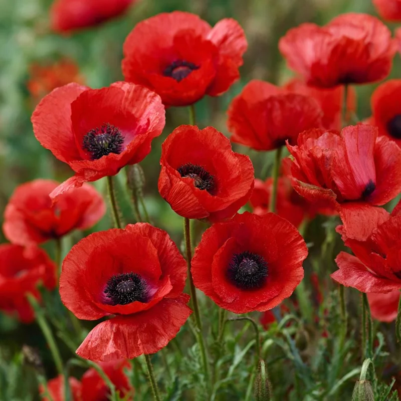 Red Corn Poppy Seeds - Papaver rhoeas - 500 Seeds - Bright Scarlet Blooms - Easy Annual Flower - Image 3