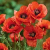 Red Corn Poppy Seeds - Papaver rhoeas - 500 Seeds - Bright Scarlet Blooms - Easy Annual Flower - Image 1