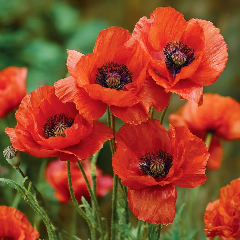 Red Corn Poppy Seeds - Papaver rhoeas - 500 Seeds - Bright Scarlet Blooms - Easy Annual Flower - Image 1
