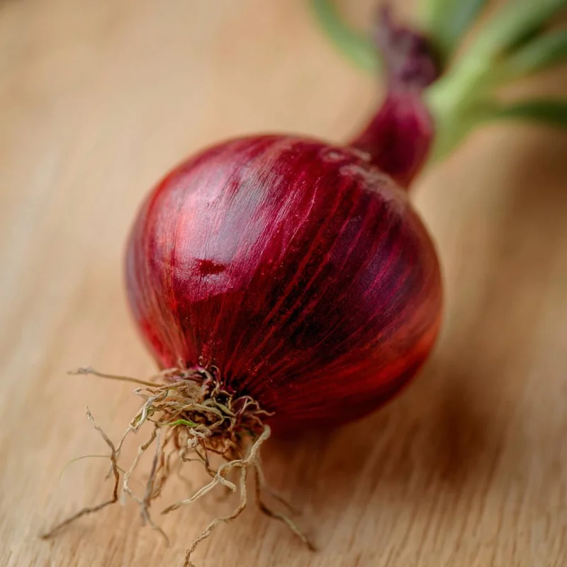Red Creole Onion Seeds - 200 Heirloom Short Day Onion Seeds for Planting - Image 4