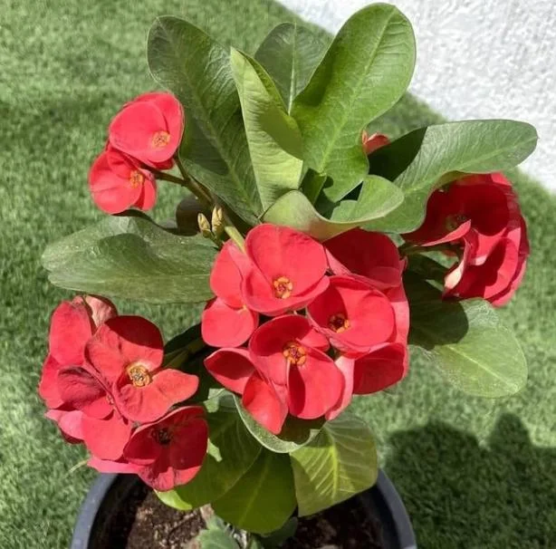 Red Crown of Thorns Live Plant - Euphorbia Milii, 3-6 Inch Tall Shrub - Image 2