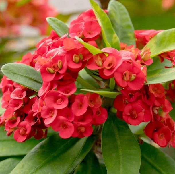Red Crown of Thorns Live Plant - Euphorbia Milii, 3-6 Inch Tall Shrub - Image 1