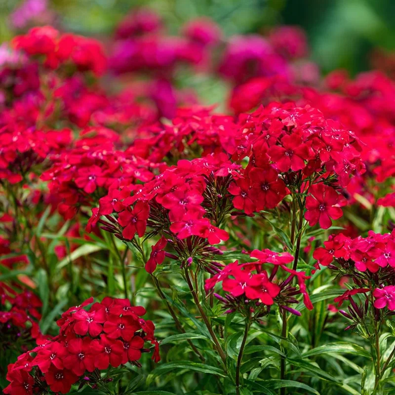 Red Drummond Phlox Seeds - 200 Count - Bright Red Annual Flowers for Gardens - Image 2