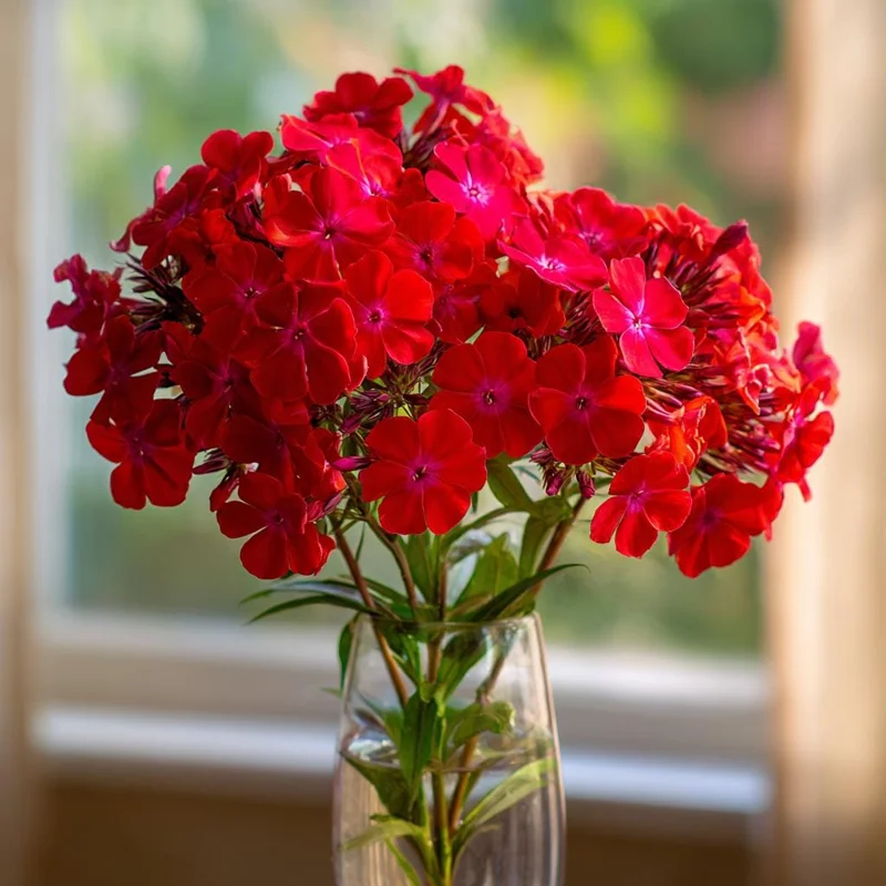 Red Drummond Phlox Seeds - 200 Count - Bright Red Annual Flowers for Gardens - Image 4