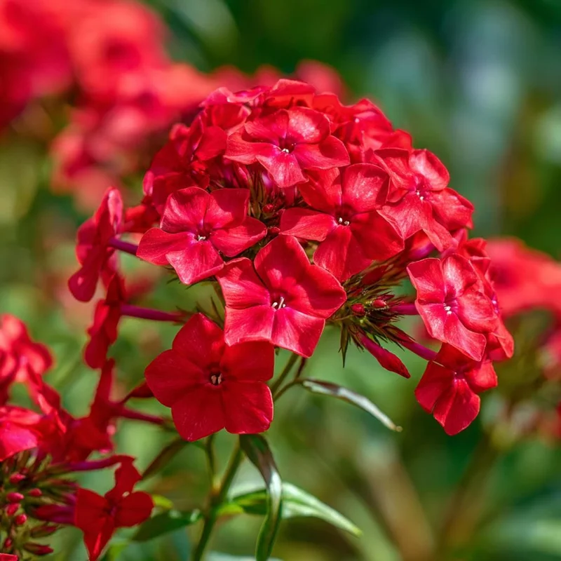 Red Drummond Phlox Seeds - 200 Count - Bright Red Annual Flowers for Gardens - Image 1