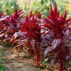 Red Garnet Amaranth Seeds - Heirloom Microgreen & Garden Green, 250 Seeds Outdoor - Image 1