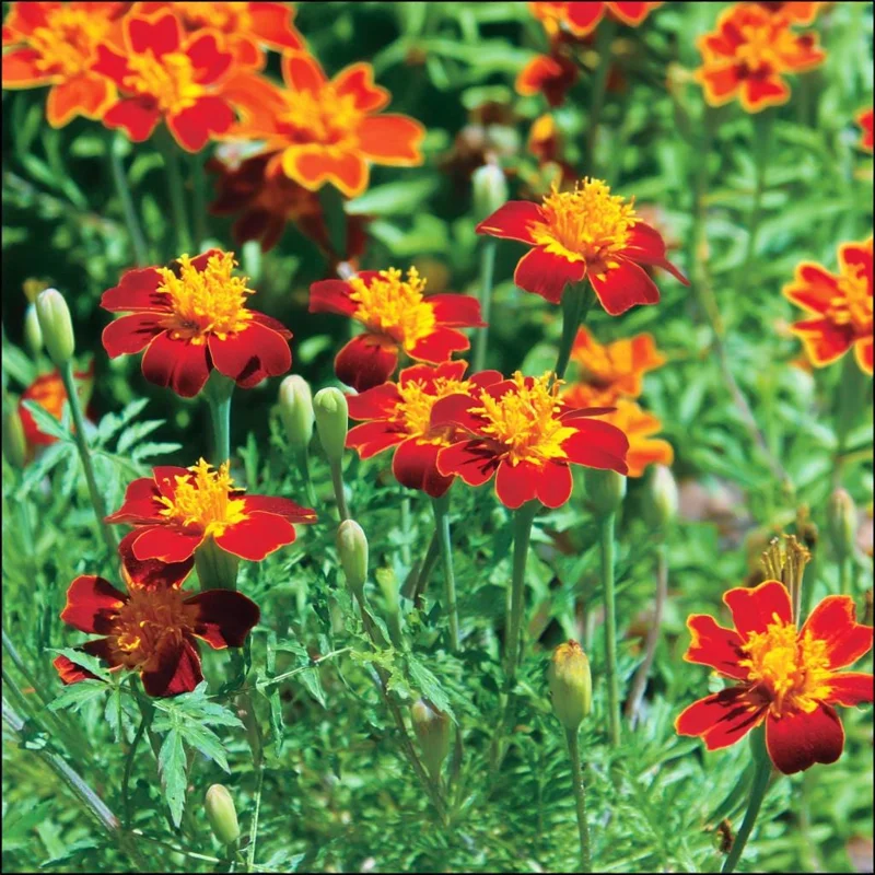 Red Gem Marigold Seeds – 50 Count – Edible Flowers Long-Blooming Annual - Image 2